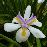 White Butterfly Iris, African Iris, Fortnight Lily, Fortnight Iris, Dietes grandiflora